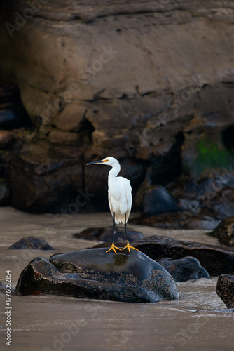 snowy egret