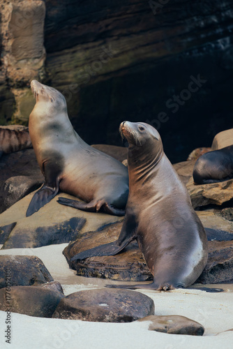 sea lions on the rocks