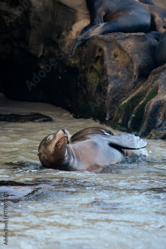 sea lion in the water