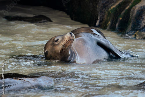 sea lion swimming