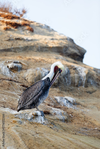 pelican on the beach