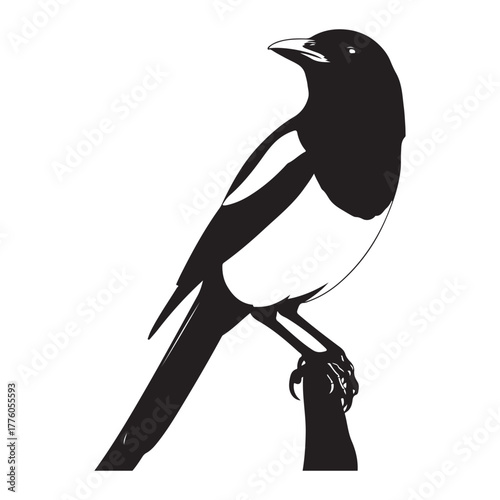 Black and white magpie perched on branch colouring page