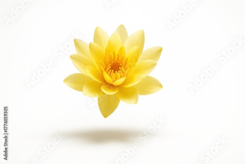 Wallpaper Mural Yellow water lily blossom hovering above the surface with a subtle shadow ellipse serene floral studio isolated on white Torontodigital.ca