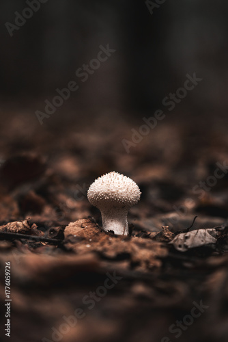 Champignons sur sur un lit de feuilles brunes en automne