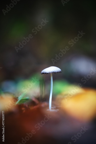 Petit champignon blanc seul au centre de l'image avec un flou dans les feuilles en automne