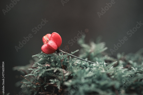 Petite fleur rouge sur un lit de mousse en forêt en automne