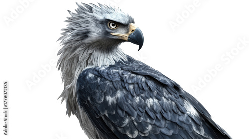 Portrait of harpy eagle with fierce gaze
