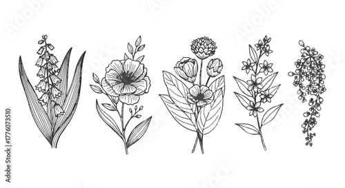Various botanical illustrations are arranged in a horizontal row, showcasing different flower and.