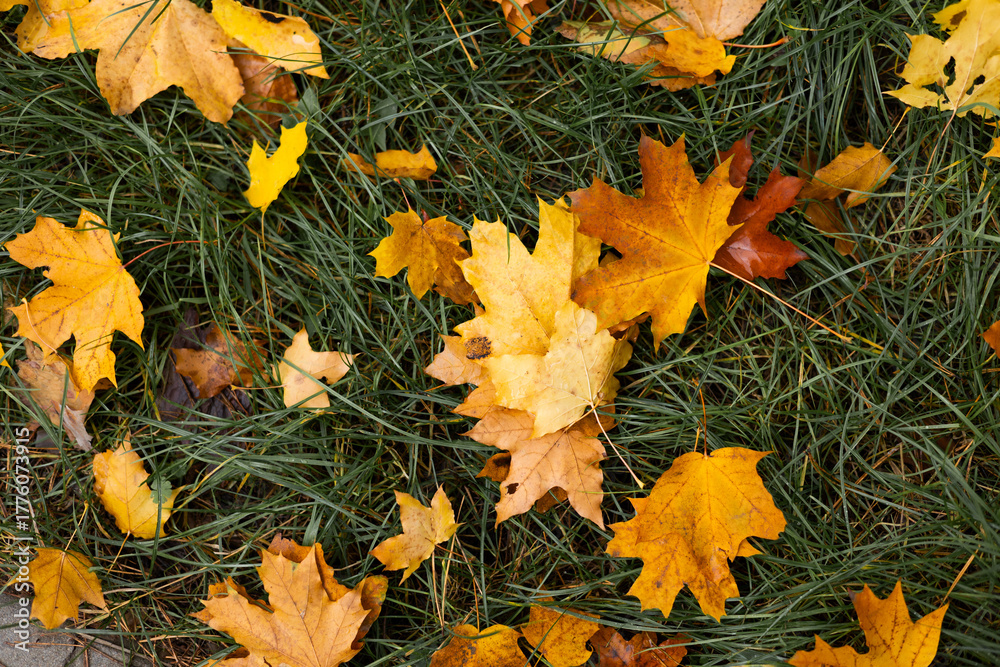 Obraz premium Red, yellow maple leaves on wet ground. Rainy weather forecast. Colorful autumn leaves laying on the wet pavement. Colorful autumn background