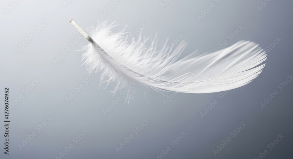 Obraz premium Delicate white feather floating gently against a soft gray background, creating a sense of peace and tranquility