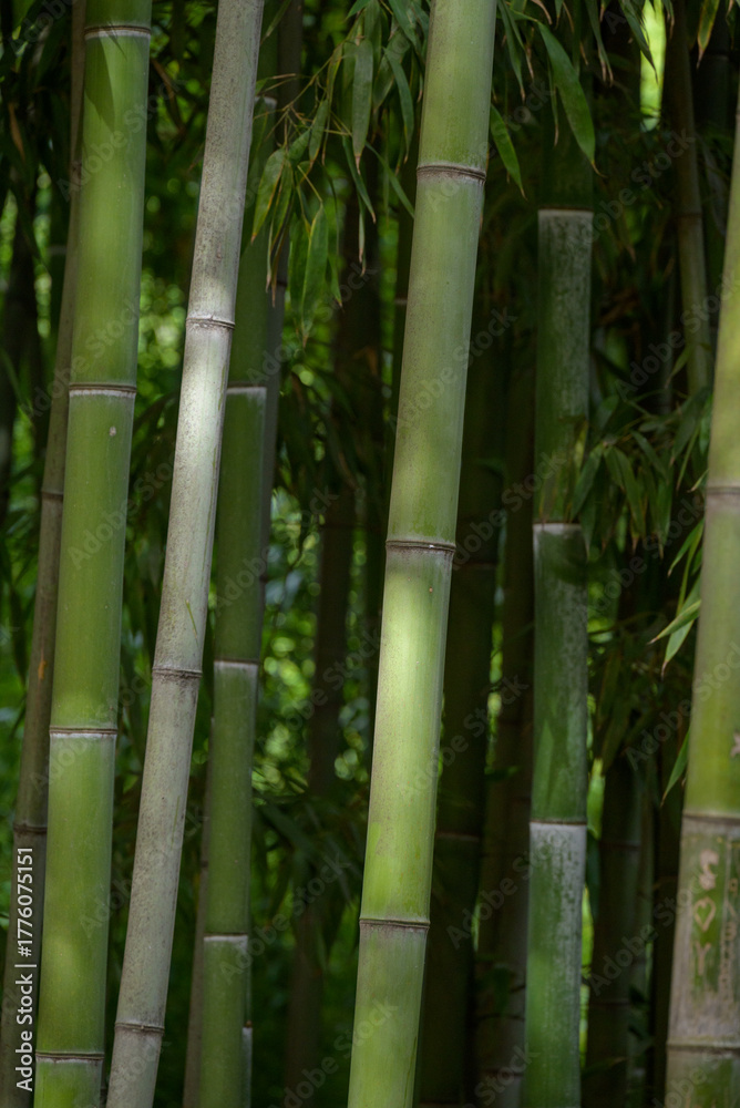 Fototapeta premium Close-Up of Bamboo Stalks in Forest