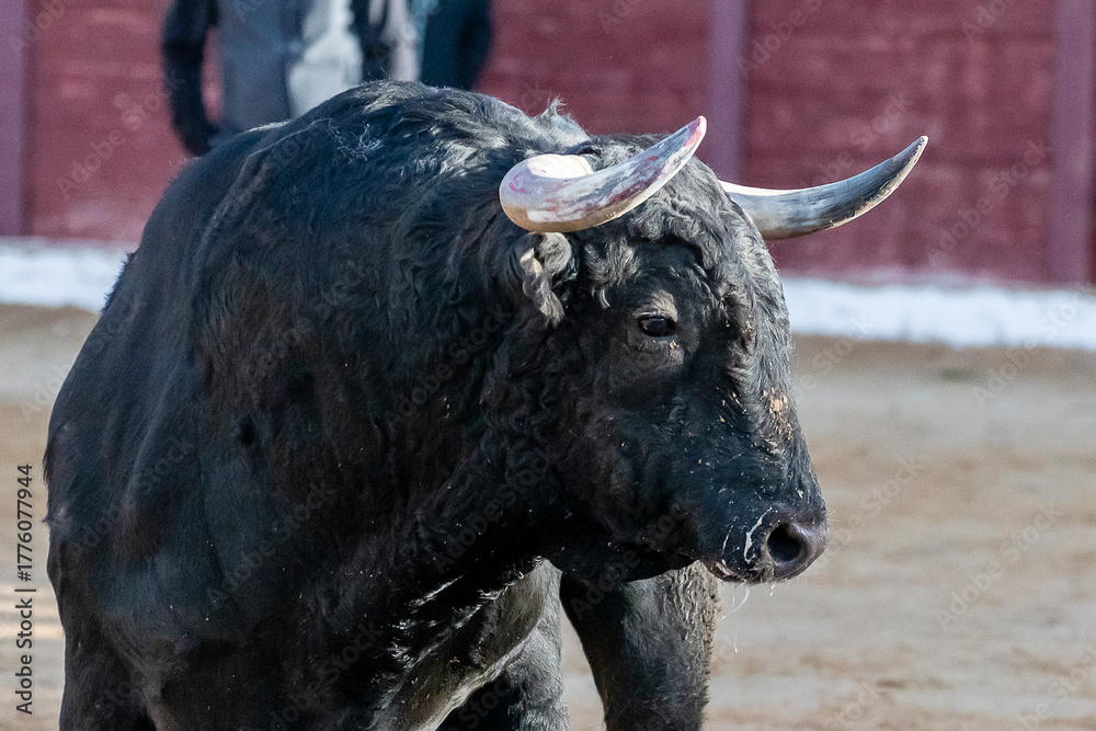 Naklejka premium Bull displaying strength in a traditional arena during a local festival in midday sun