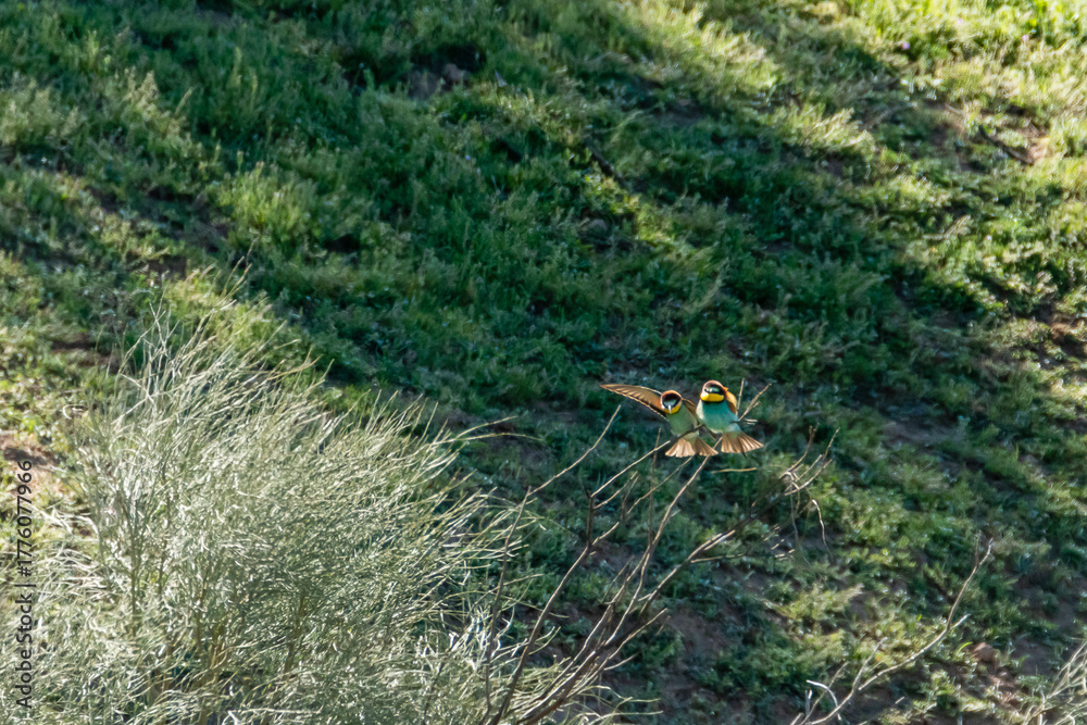 Naklejka premium Colorful bird hovers near green grass under sunlight in a natural setting