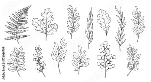 Outline Handdrawn Various Type of Botanical Branch Leaf Element Illustration