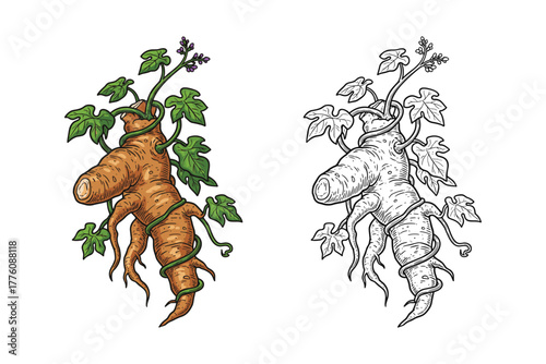 Ginseng Root Plant Sketch Healing Herb Outline and Color