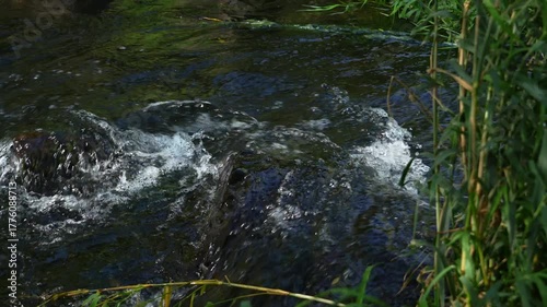 Pristine Clear Water Stream Flowing Through Mountain Landscape – 4K