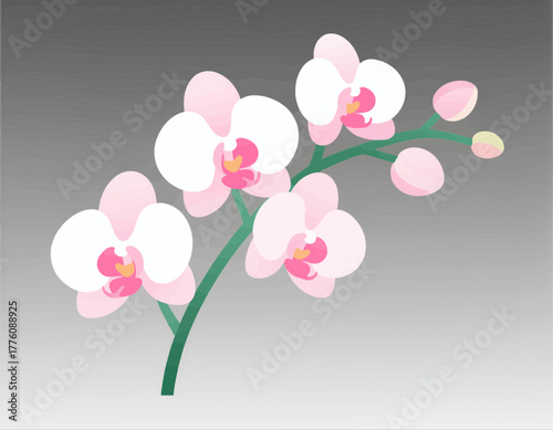Orchid flowers flat vector illustration simple pink and white isolated
