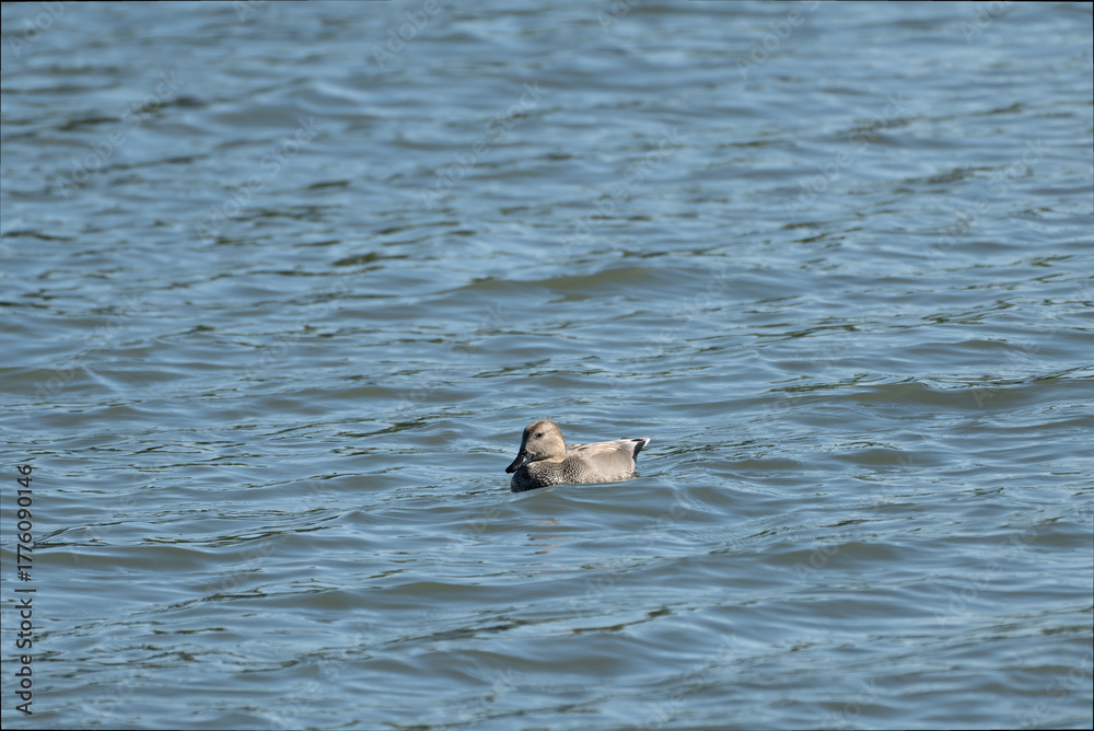 Fototapeta premium Gadwall male swimming