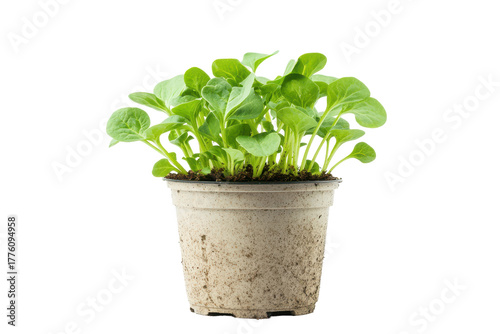 Wallpaper Mural Young spinach plant growing in a pot isolated on transparent background. Young spinach plant cultivated in a pot isolated on white background. Torontodigital.ca