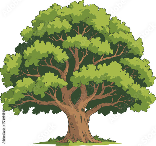 Mature tree, thick trunk, sprawling branches, dense green canopy, deciduous foliage, natural landscape, healthy growth, forest nature, outdoor environment, timeless beauty