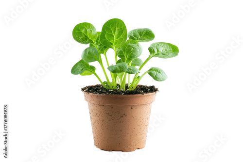 Wallpaper Mural Young spinach plant growing in a pot isolated on transparent background. Young spinach plant cultivated in a pot isolated on white background. Torontodigital.ca