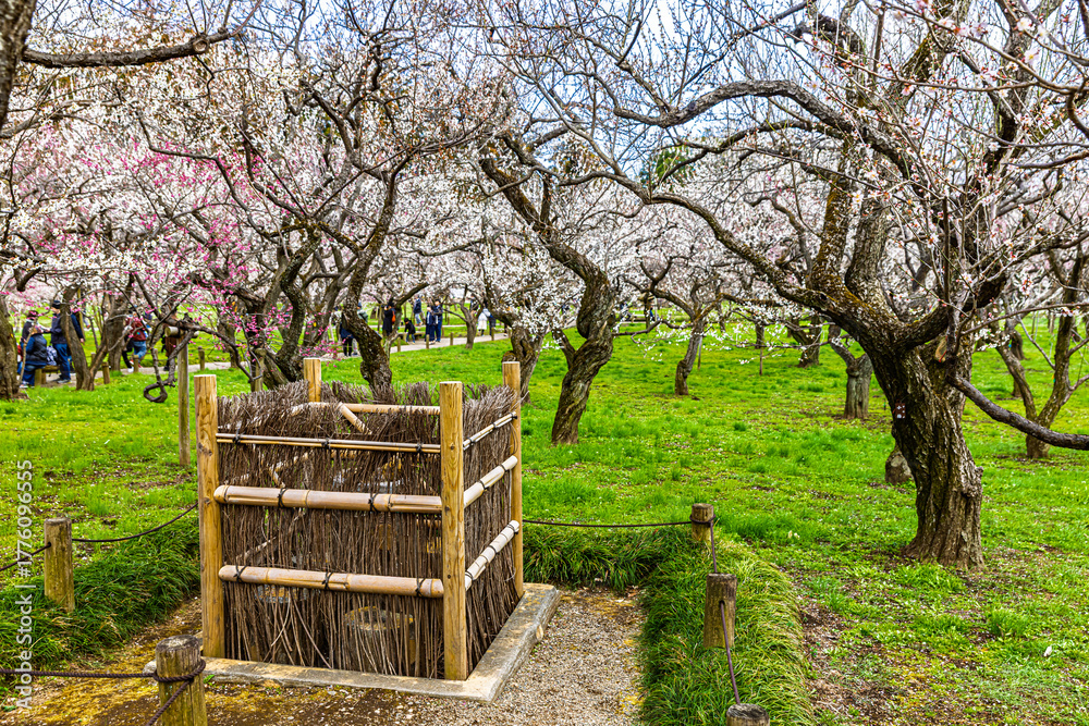 Fototapeta premium Kairakuen: Plum blossoms in full bloom