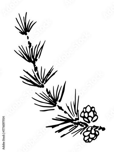 Coniferous trees. Larch branch with cones. Nature, plants and vegetation. Hand-drawn vector drawing with a black outline. Ink sketch.