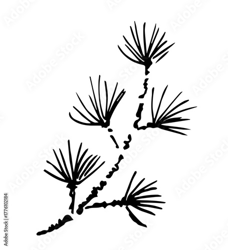 Coniferous cedar branch. Plants and nature. Simple vector drawing with a black outline, ink sketch.