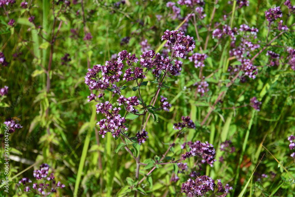 Obraz premium a close up of Blooming Wild Oregano in a Sunny Field