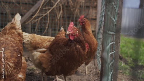 Hens in organic farm. Flock of domestic birds behind a metal net walk in the aviary. Breeding of chickens.