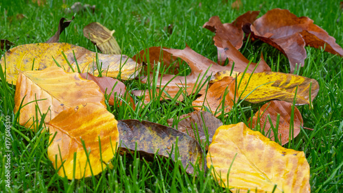 Rasenfläche im Herbst - Pflegetipps für gesunden Rasen - Gartenpflege - Laub entfernen