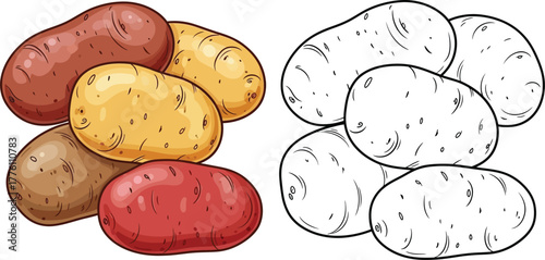 Variety of potatoes in realistic color and line art drawing for culinary and agricultural use isolated on transparent background