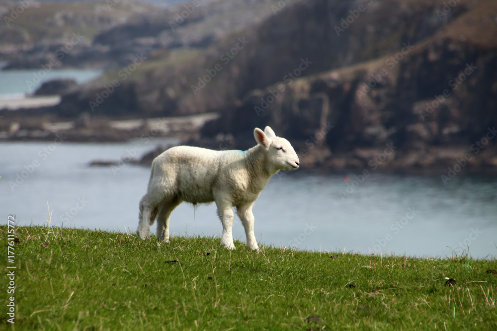 Fototapeta premium Sheep in a meadow, Orkney, Scotland