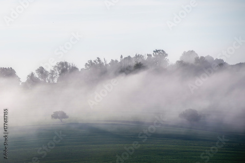 the hill and the trees in the mist
