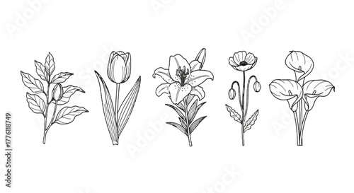 Botanical line art illustration featuring various flowers including tulips, lilies, poppies, and.
