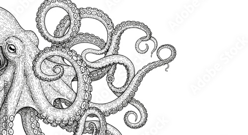Detailed monochrome drawing of an octopus with curling tentacles on a white field.