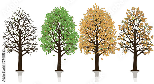 Four trees show the progression of seasons, from bare branches in winter to lush foliage in summer.