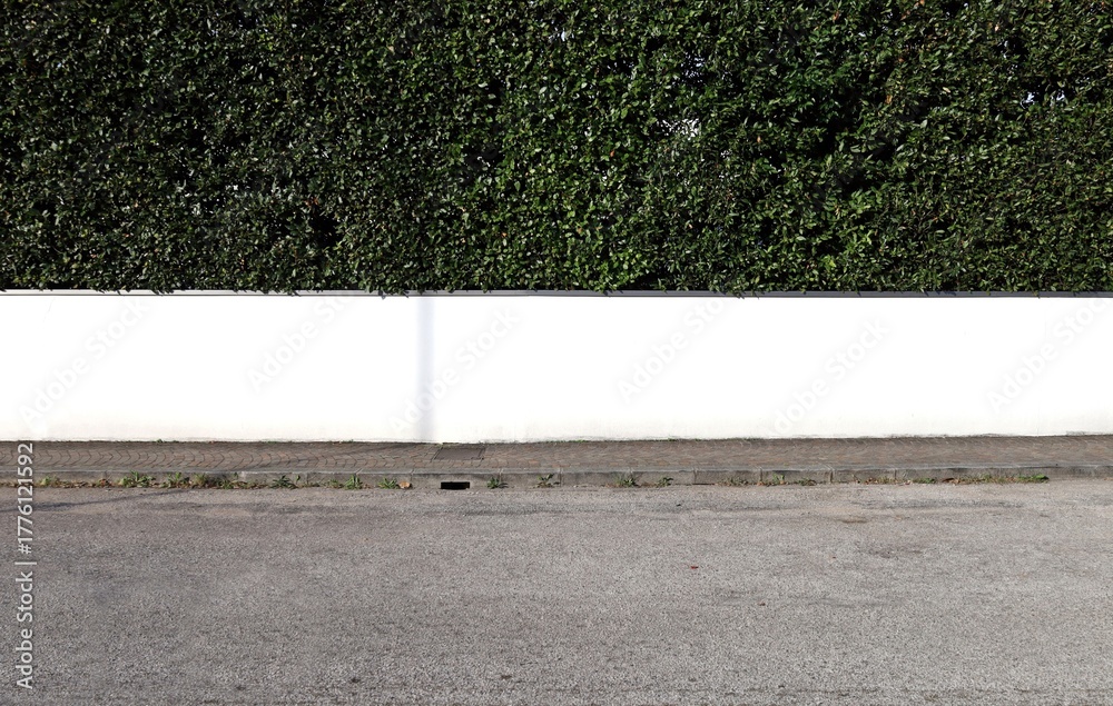 Fototapeta premium Low white plaster fence with tall hedge on top. Sidewalk and urban street in front. Background for copy space.