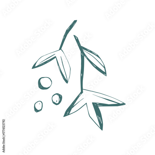 Mistletoe branch with leaves and berries hand drawn minimal botanical design for Christmas decor and greeting cards