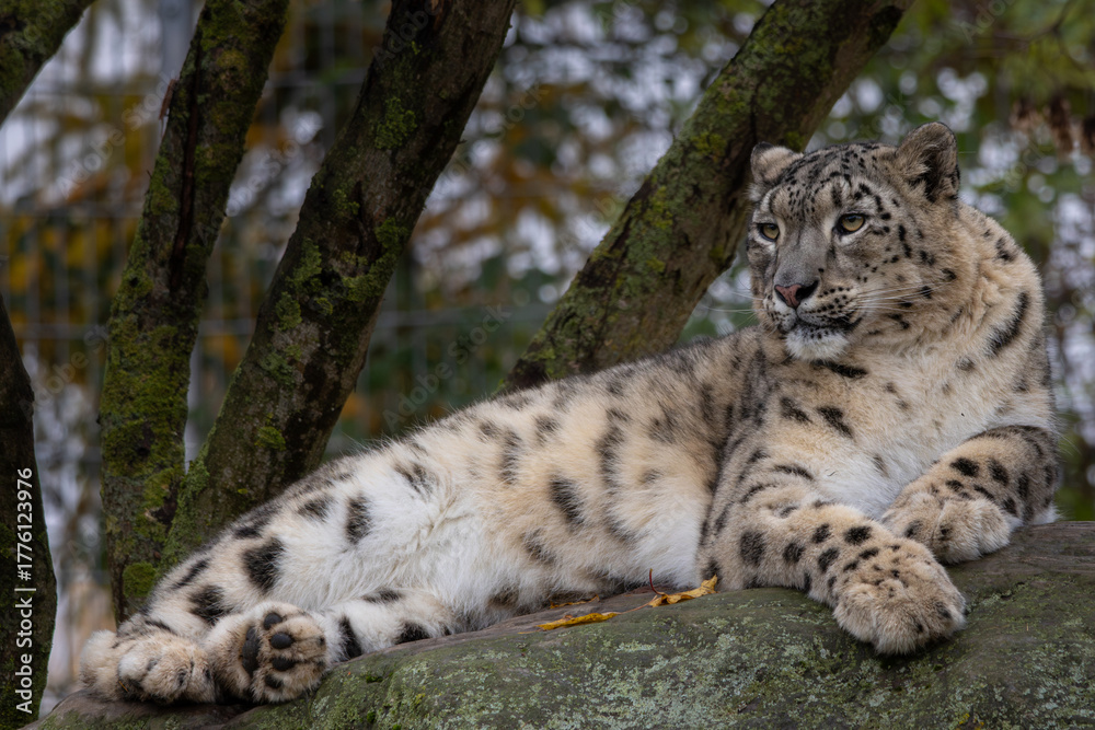 Naklejka premium Endangered Snow Leopard resting on a rock.