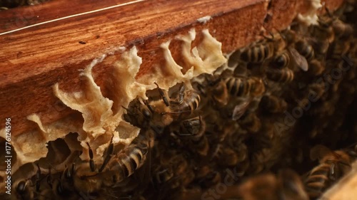 Closeup view of beehive life inside with honey bees carying on offsprings in hexagonal cells of wax combs situated on frames creating many plates and gaps between. Wide angle macro take.