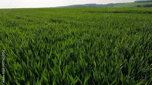 green grass in the morning. landscape of a green wheat field at sunrise. Wheat field against the sun. Landscape of a wheat field on a summer morning. green grass in the wind. field of wheat