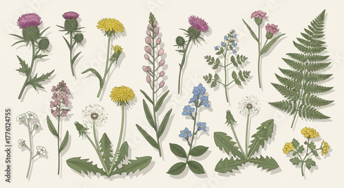 Botanical illustration featuring various wildflowers, including thistles, dandelions, lupine, forget-me-nots, and ferns, arranged against a neutral background.