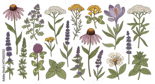 Botanical illustration featuring a variety of wildflowers and herbs in a detailed, vintage style.
