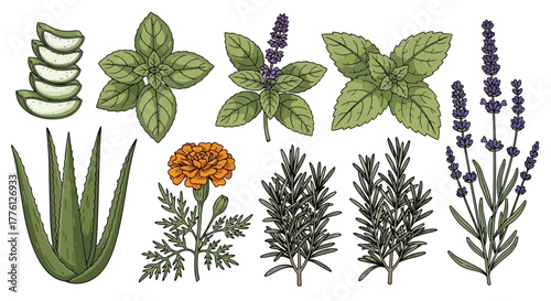 Illustration of various herbs and plants, including aloe vera, basil, marigold, rosemary, and lavender.
