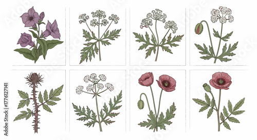 Botanical illustrations of various plants and flowers with detailed leaves and blooms.
