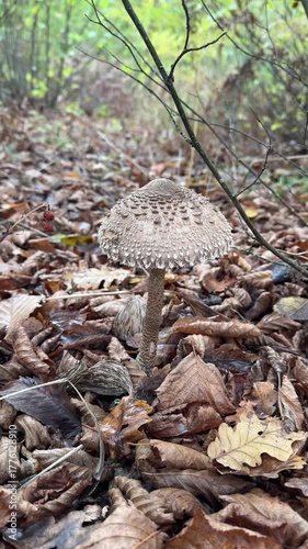 forest autumn umbrella mushroom in a clearing. High quality 4k footage