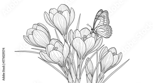 Butterfly on crocus flowers in detailed black and white drawing