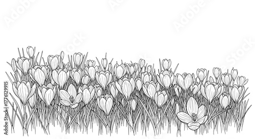 Crocus flower field in detailed black and white line drawing