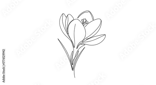 Single crocus flower in minimalist black and white line drawing